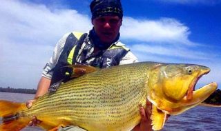 Amaon-Angler.com dorado.jpg